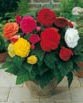 Begonia FIMBRIATA MIXED